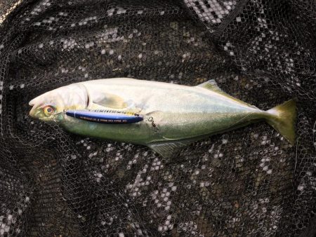 ツバス、ハマチ